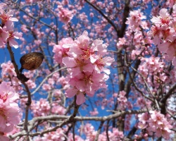 AlmondBlossom2