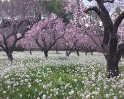 AlmondBlossom