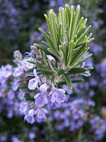 Rosemary in bloom