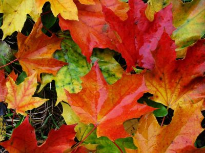 Autumn Yoga Practice